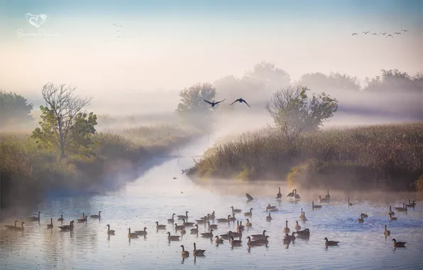 Autumn, fog, river, duck, morning, October
