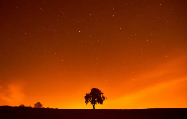 Wallpaper Stars, Landscape, Tree, Night, Field, Sunlight, Sun Goes Down ...