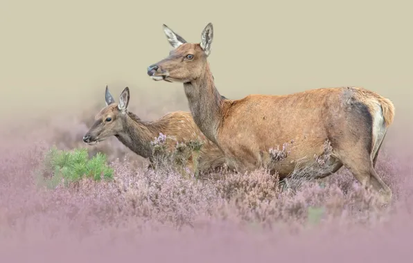 Nature, animal, deer, pair