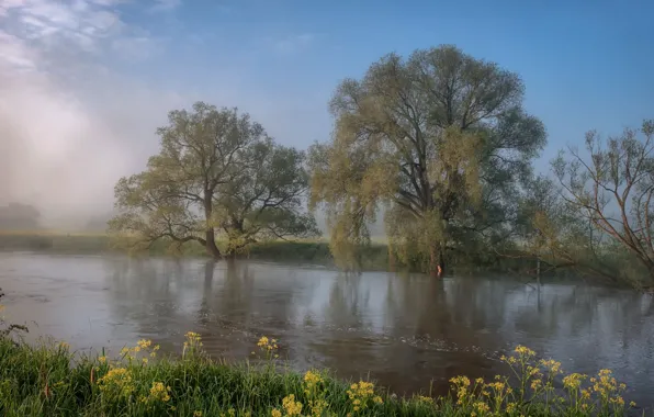 Grass, trees, landscape, nature, river, Bank, Andrei, Protva