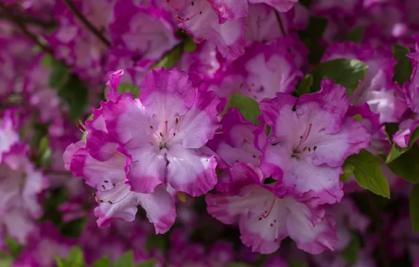 Macro, petals, Azalea