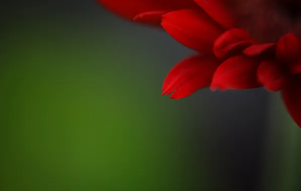 Picture flower, red, background, petals