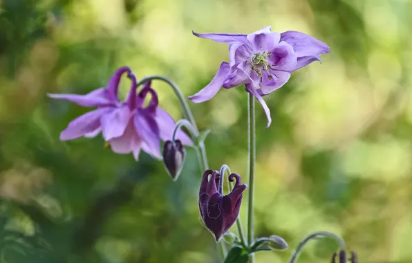 Picture flowers, glare, background, lilac, the catchment, Aquilegia, Orlik