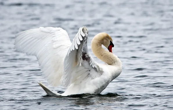 BACKGROUND, WATER, WHITE, RUFFLE, BIRD, SWAN