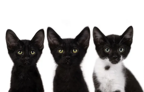 Picture mustache, black, cats, kittens, look, cats