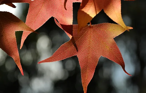 Leaves, glare, background, red, maple