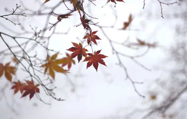 Autumn, leaves, nature