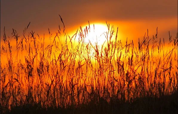 Picture the sky, grass, the sun, macro, sunset, plant