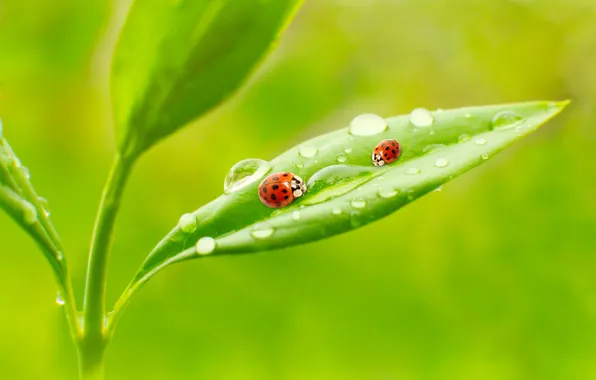 Picture leaves, macro, nature, Rosa, morning, nature, ladybugs, leaves