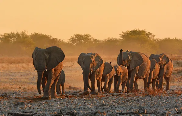 Picture nature, Africa, elephants