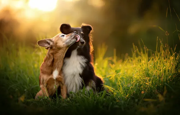 Picture grass, mood, kiss, a couple, two dogs