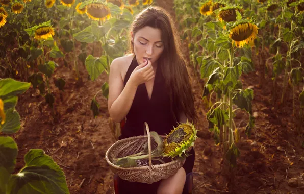 Field, sunflowers, basket, Isabella Phillips