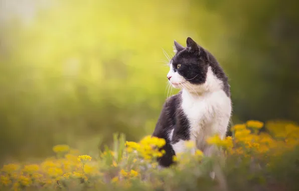 Picture cat, cat, flowers, background, profile, cat