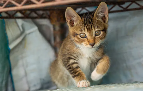 Picture cat, cat, look, pose, grey, baby, kitty, face