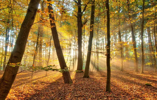 Picture autumn, forest, trees