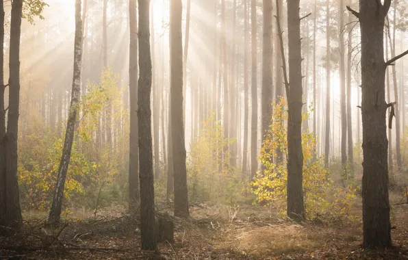 Autumn, forest, the sun, rays, light, trees, branches, fog