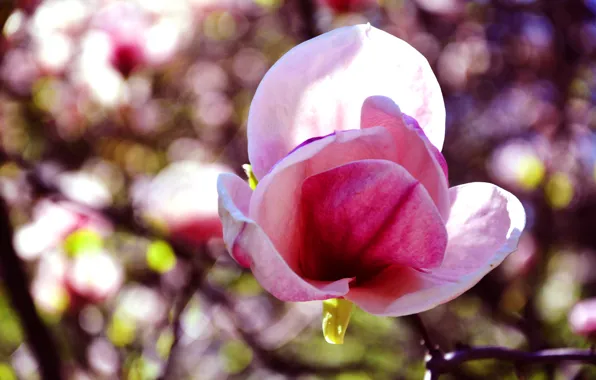 Spring, may, Sunny, Ukraine, Magnolia, The Botanical garden