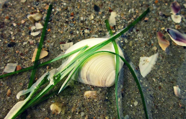 Sand, Sea, Beach, Shell, Russia, The black sea, Algae