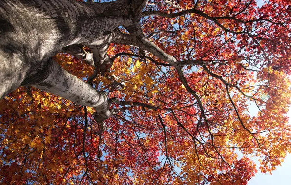 Picture autumn, the sky, leaves, trees, trunk, crown