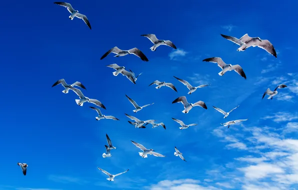 Picture freedom, clouds, flight, birds, blue, seagulls, The sky, wings