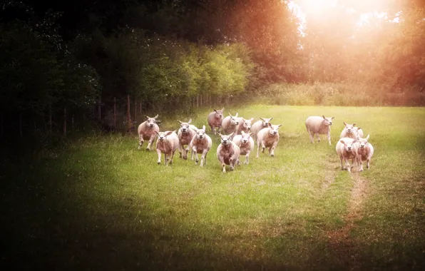 Summer, light, trees, nature, glade, sheep, running, sheep