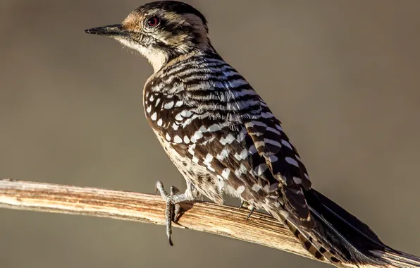 Tail, Texas woodpecker, bird, branches