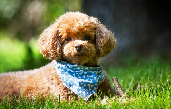 Picture summer, grass, look, Dog, muzzle, shawl, Poodle