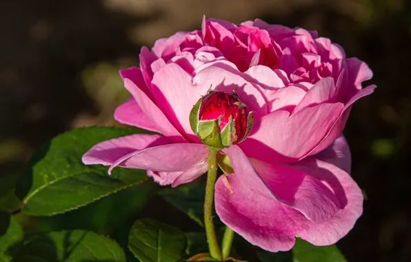 Picture macro, light, roses, pink, buds