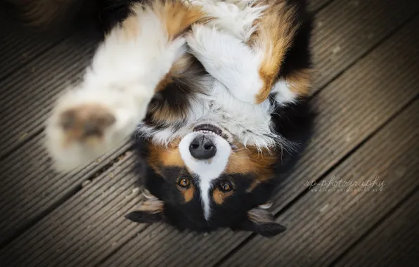 Look, each, dog