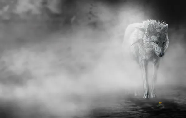 Picture flower, fog, Wolf, art, wolfroad, the fog