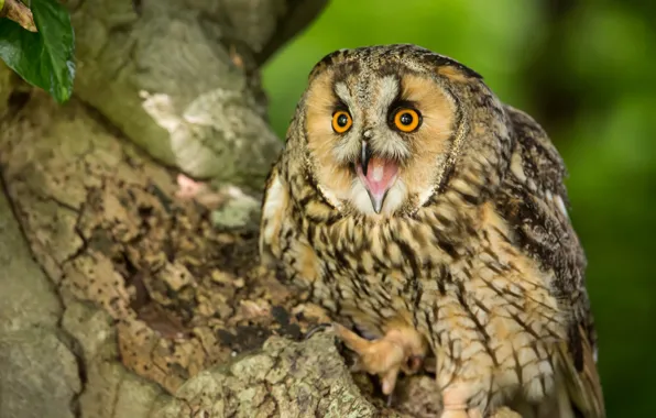 Picture owl, bird, Long-eared owl