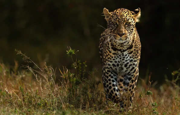 Picture look, nature, the dark background, leopard, walk