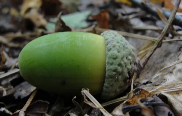 Forest, leaves, acorn