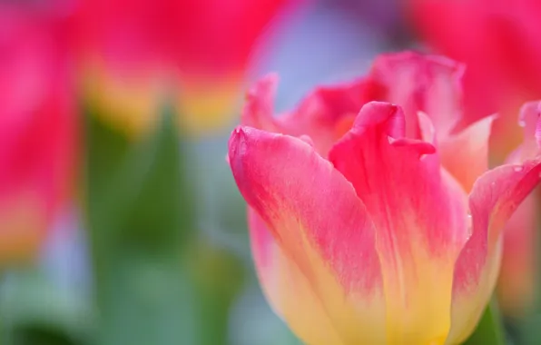 Picture drops, macro, flowers, pink, tulips
