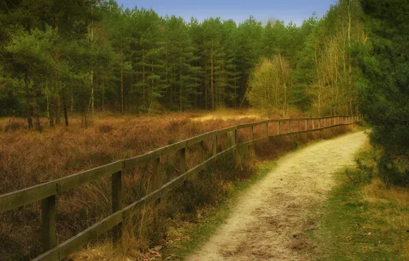 Picture road, forest, fence, pine
