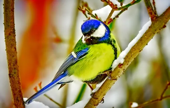 Winter, snow, bird, color, branch