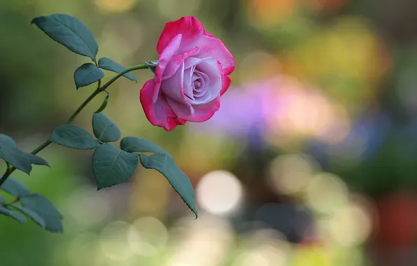 Picture glare, background, pink, rose
