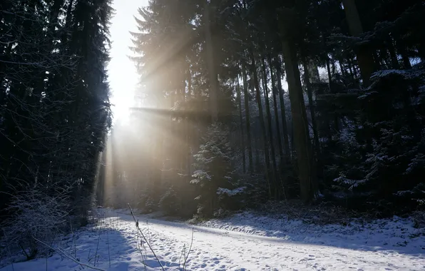 Picture winter, road, forest, morning