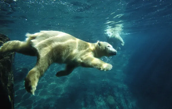 Picture polar bear, under water, swimming