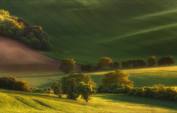 Summer, trees, field, valley, Czech Republic, Vlad Sokolovsky