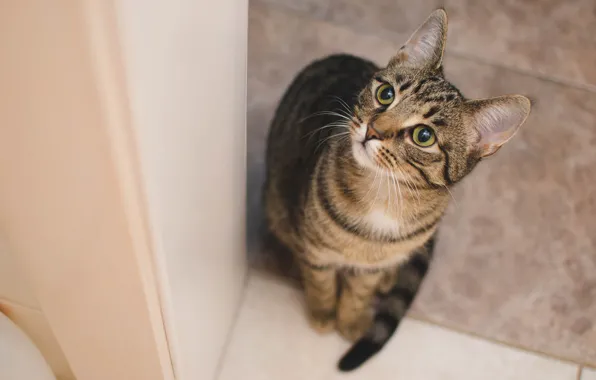 Cat, cat, look, grey, background, floor, sitting, striped