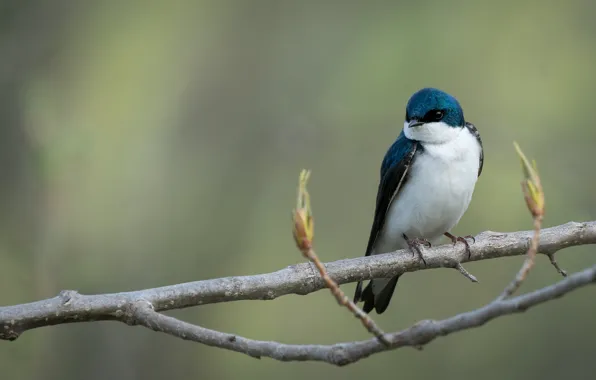 Branch, beauty, swallow