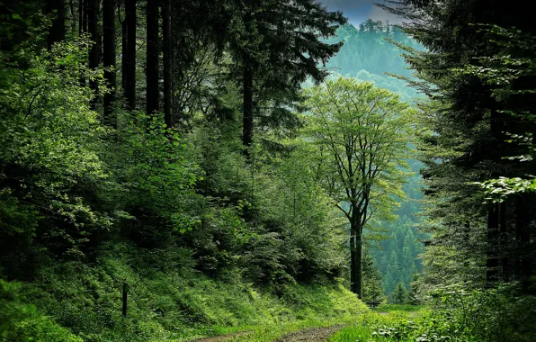 Greens, forest, summer, trees, branches, nature, foliage, trunk