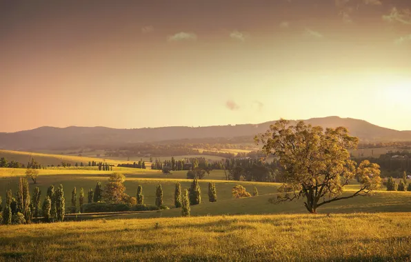 Picture field, autumn, nature