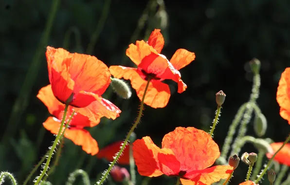 Red, poppy, blooming