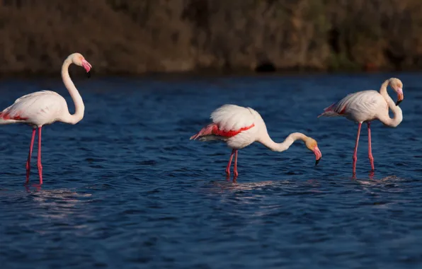 Water, birds, river, shore, three, trio, drink, Flamingo