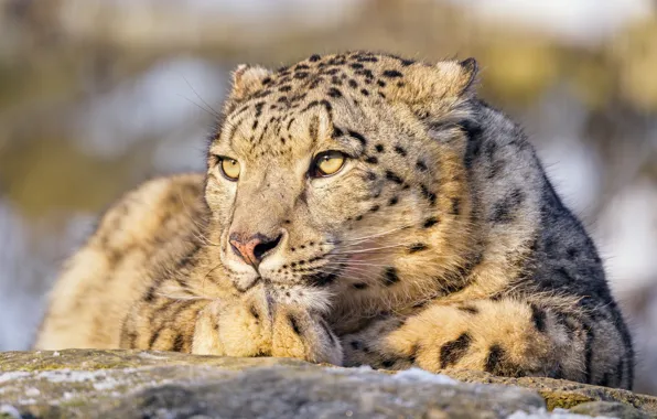 Picture stones, portrait, look, lies, light, snow, winter, snow leopard