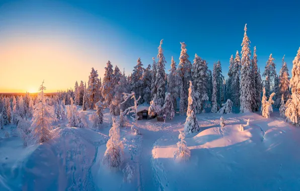 Picture winter, forest, snow, blue sky