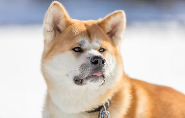 Picture face, dog, Akita inu