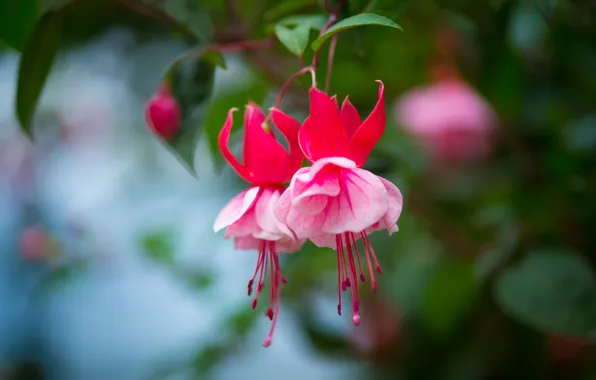 Flower, bright, flowering, leaves, fuchsia